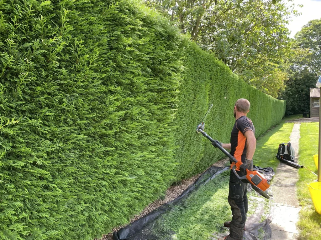 tree surgeon hedge trimming